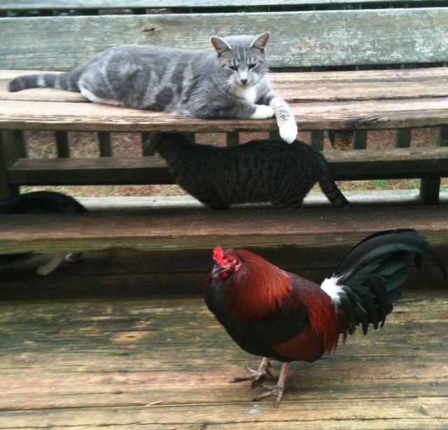 Here Chicky