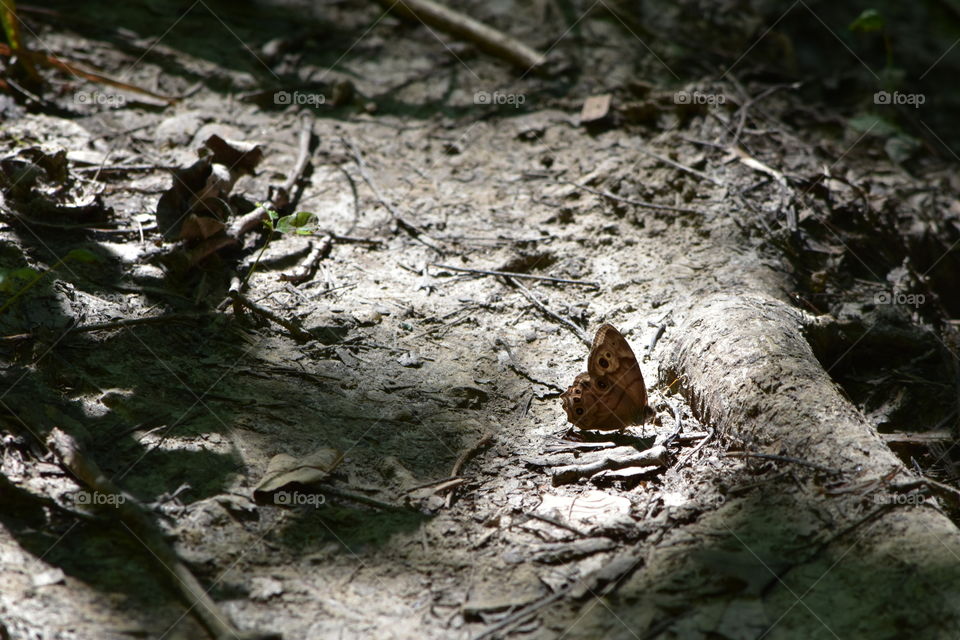 Butterfly in Mud. Took this on the Clark Trail in Weldon Springs