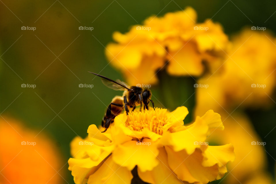 Morning beauty #honey bee