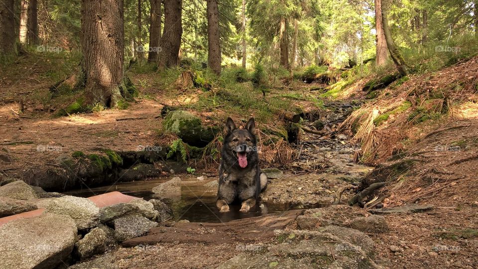 German Shepherd dog on the walk in nature. Slovakia