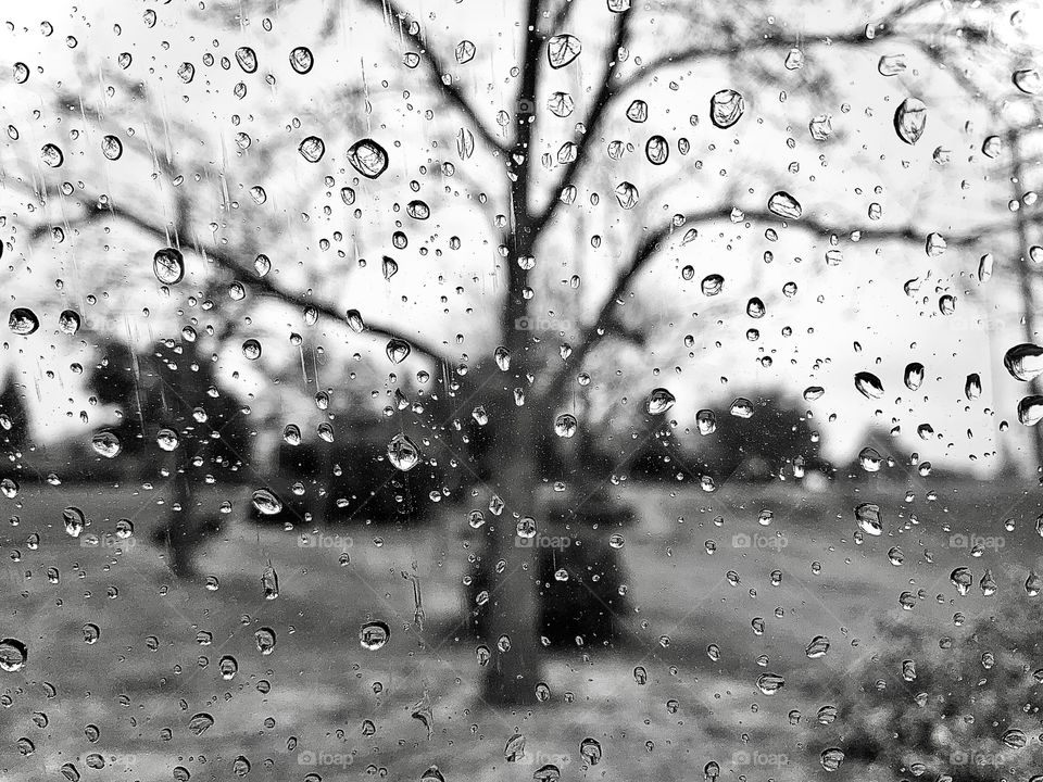 Rain drops and trees - rain on the window 