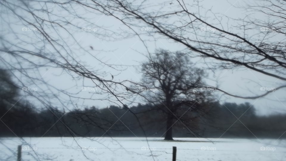 Winter, Snow, Tree, Landscape, Cold