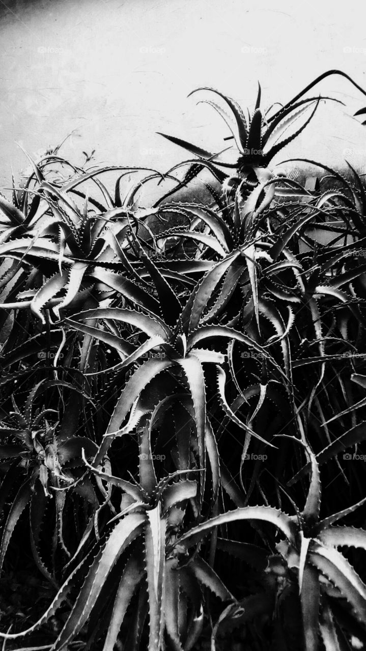Tropical nature in monochrome