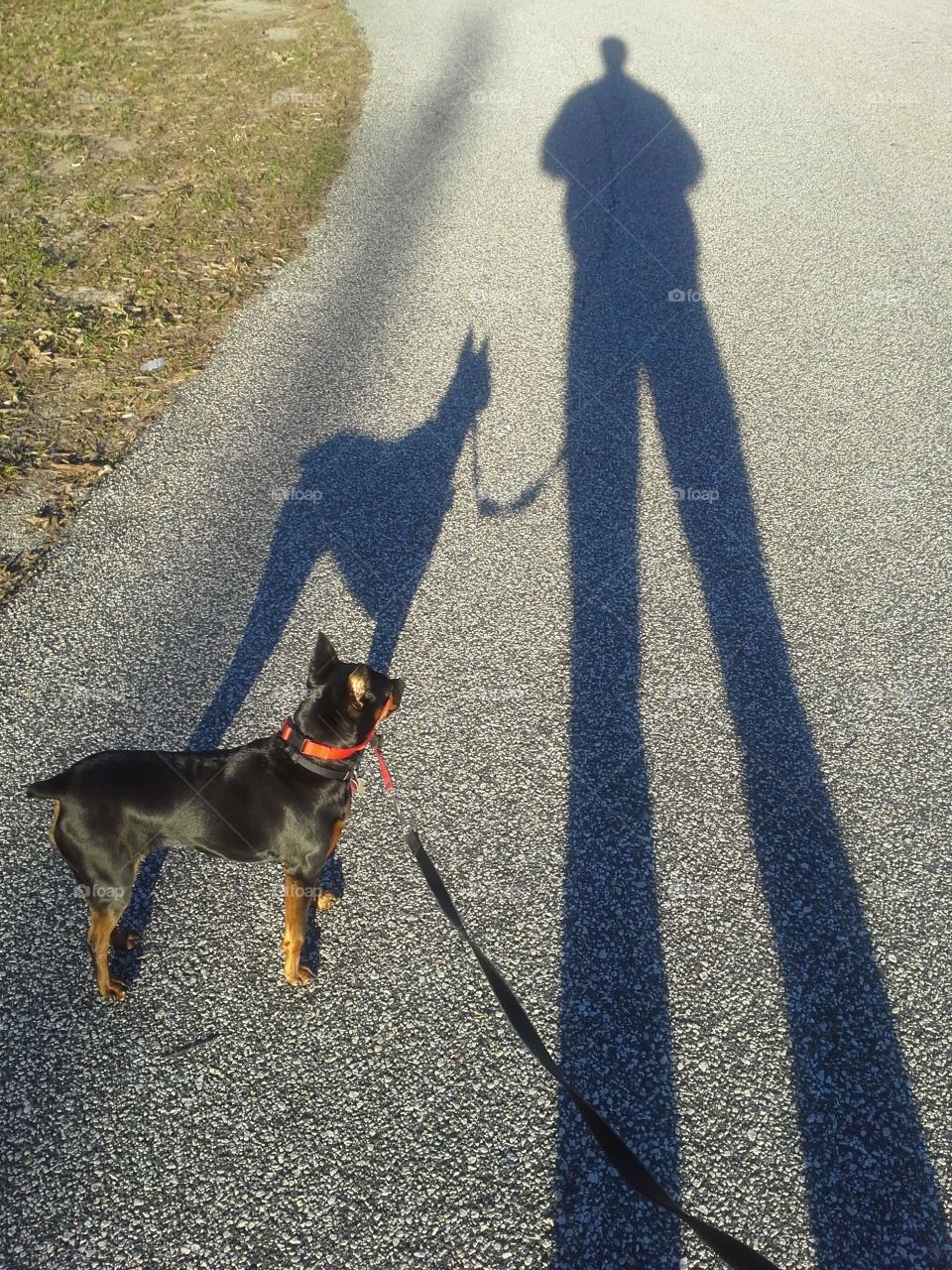 Dog walking shadow