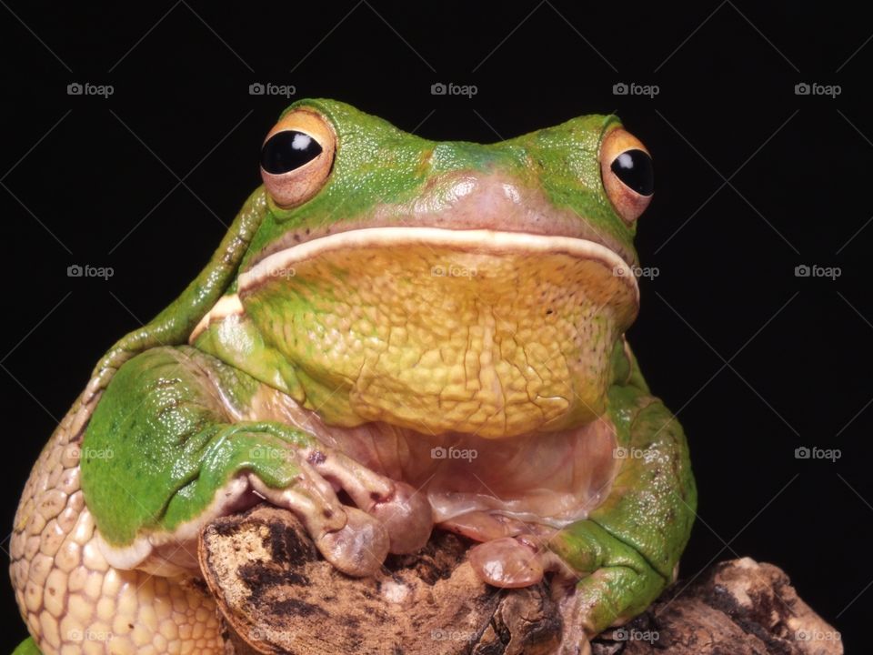 Froggy friend 