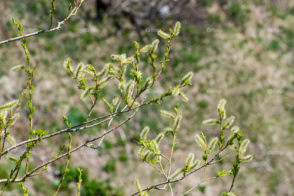 Spring