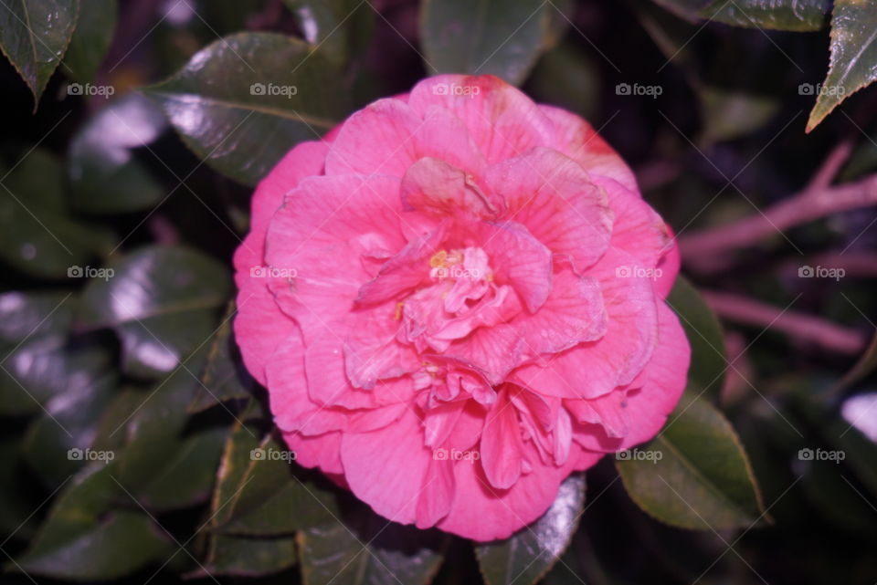 Pink Camellia
Springs 
California Flower