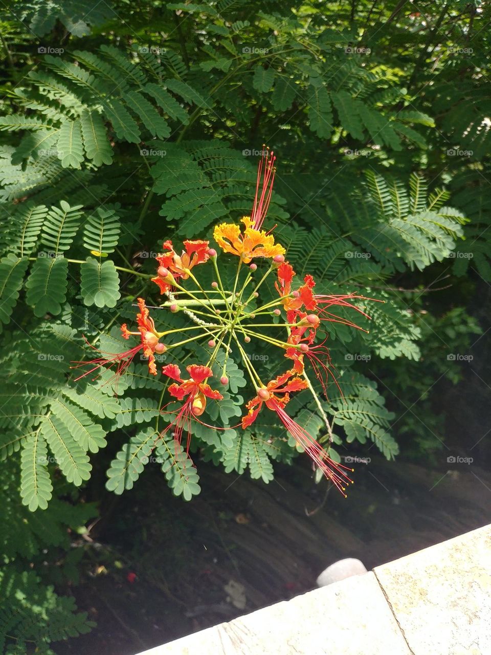red cherry 🍒 blossom