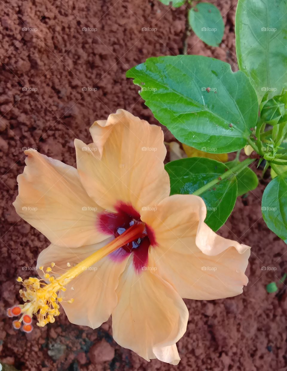 nice pic of 🌺 on a early morning