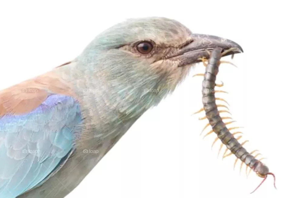 bird