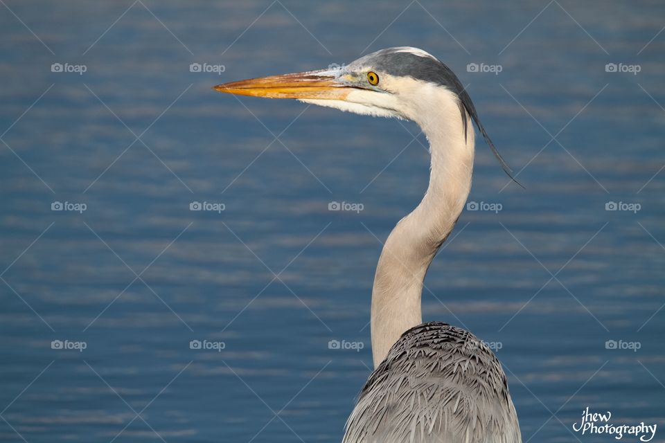 Great Blue Heron