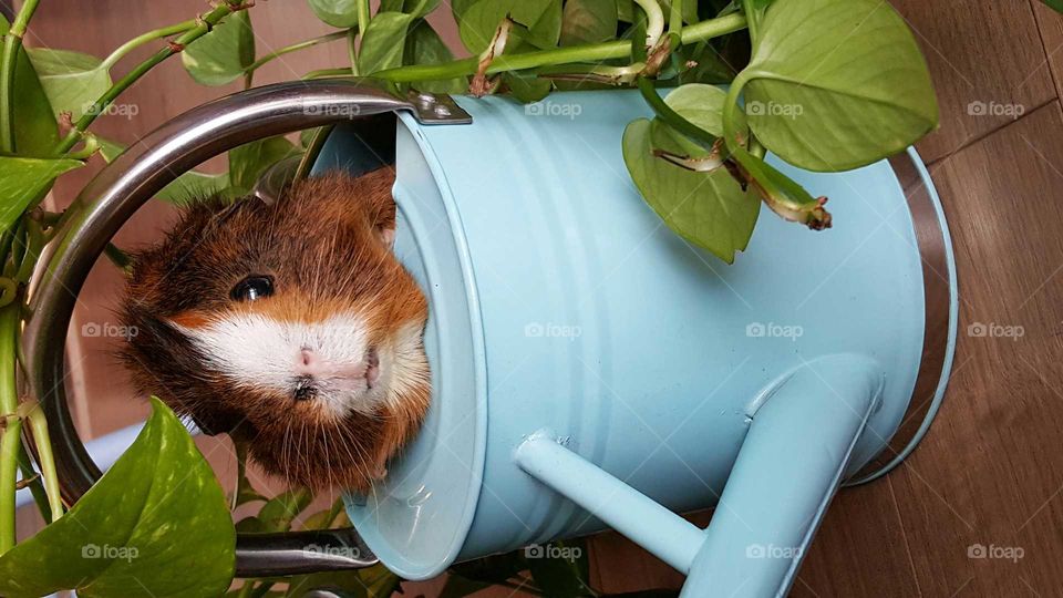 Guinea pig in watering can