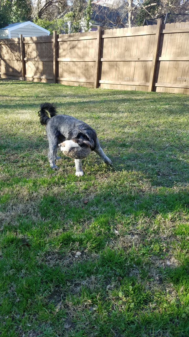 Tibetan terrier dog playing with toy in grass