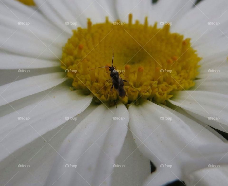 Close up daisy and mini bee