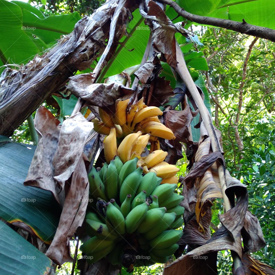 Ripe bananas on the tree are partly eaten by fruit predators