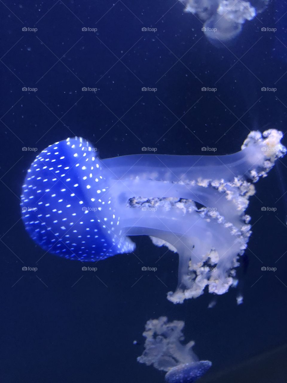 Sideways jellyfish. 