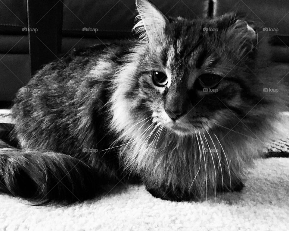 Tabby in noir