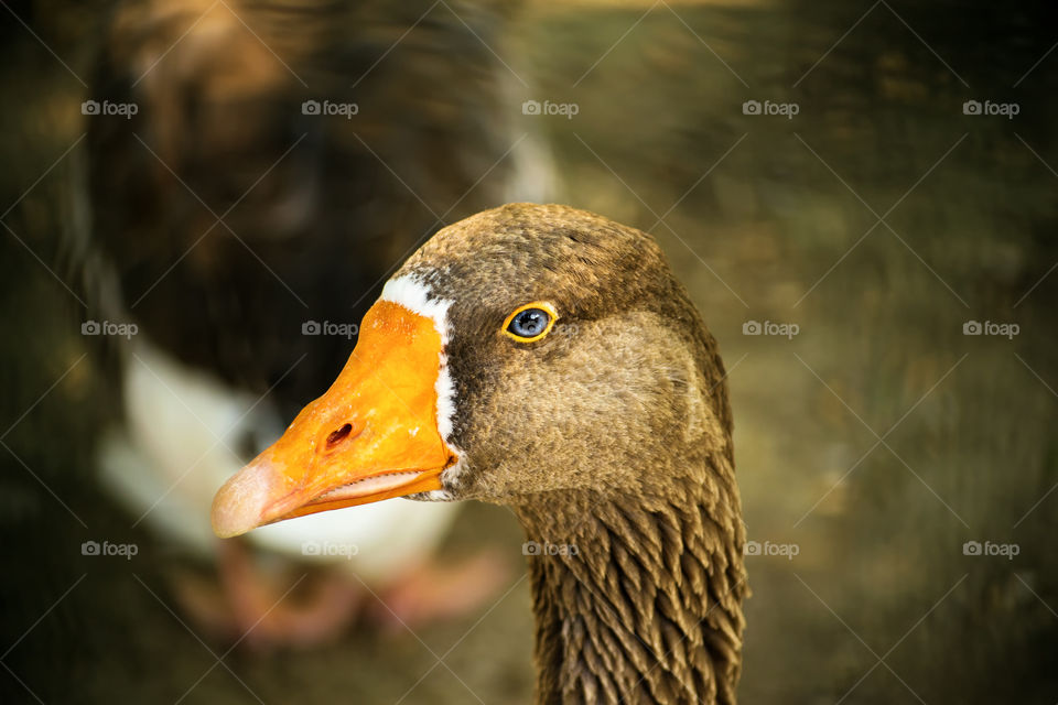 Close up shot of a duck's head.