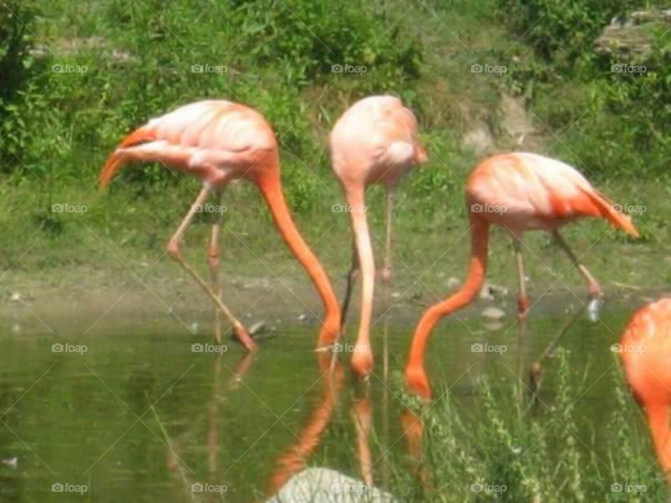 Three pink flamingos feeding.