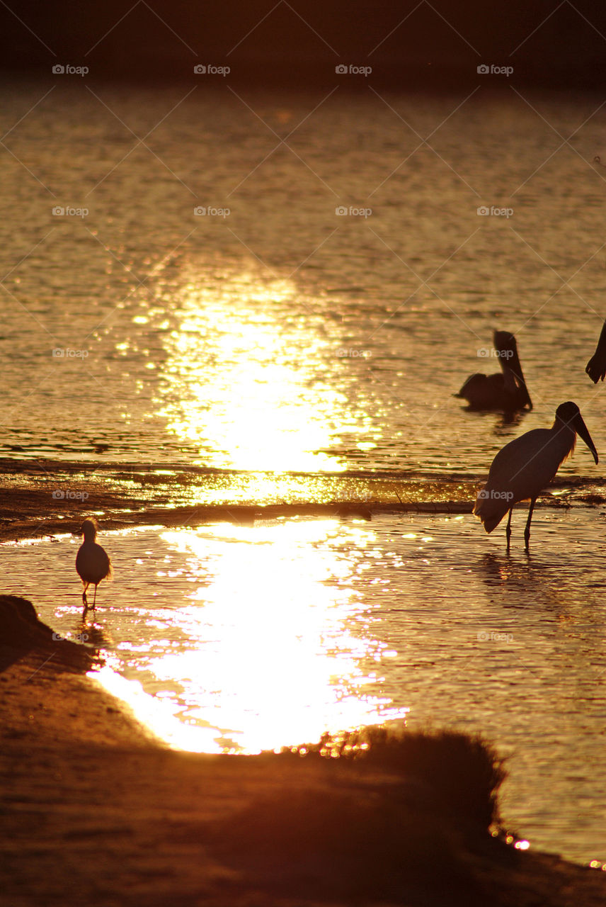 Birds nature