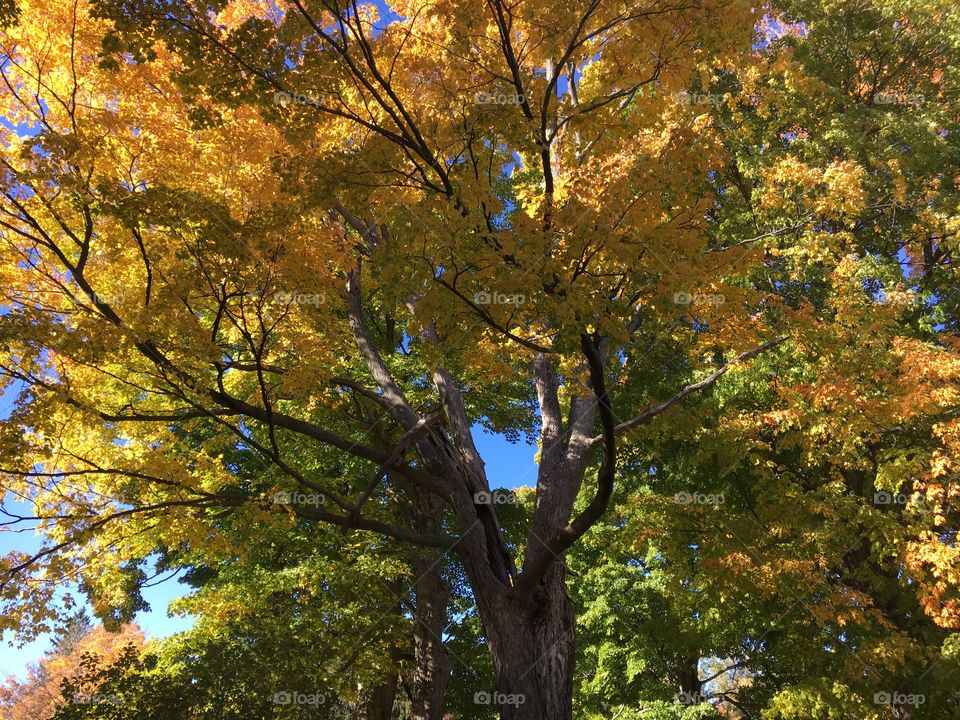 Pretty Autumn Tree
