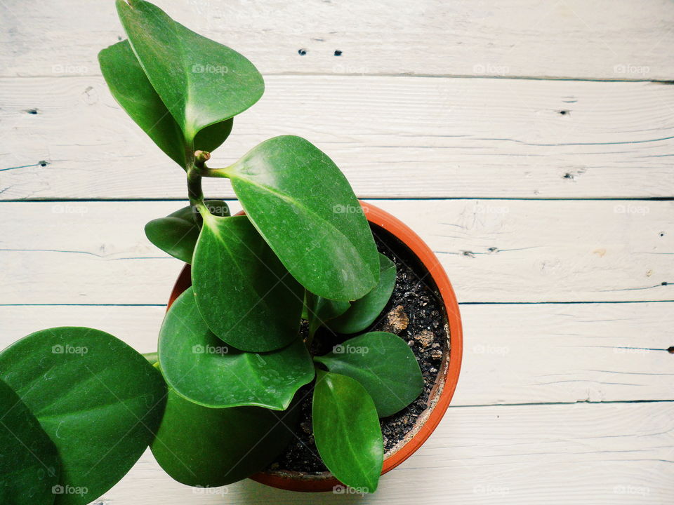 green ficus in a wagon on a white background