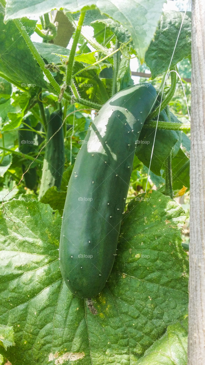 cucumber. vegetable growing in garden