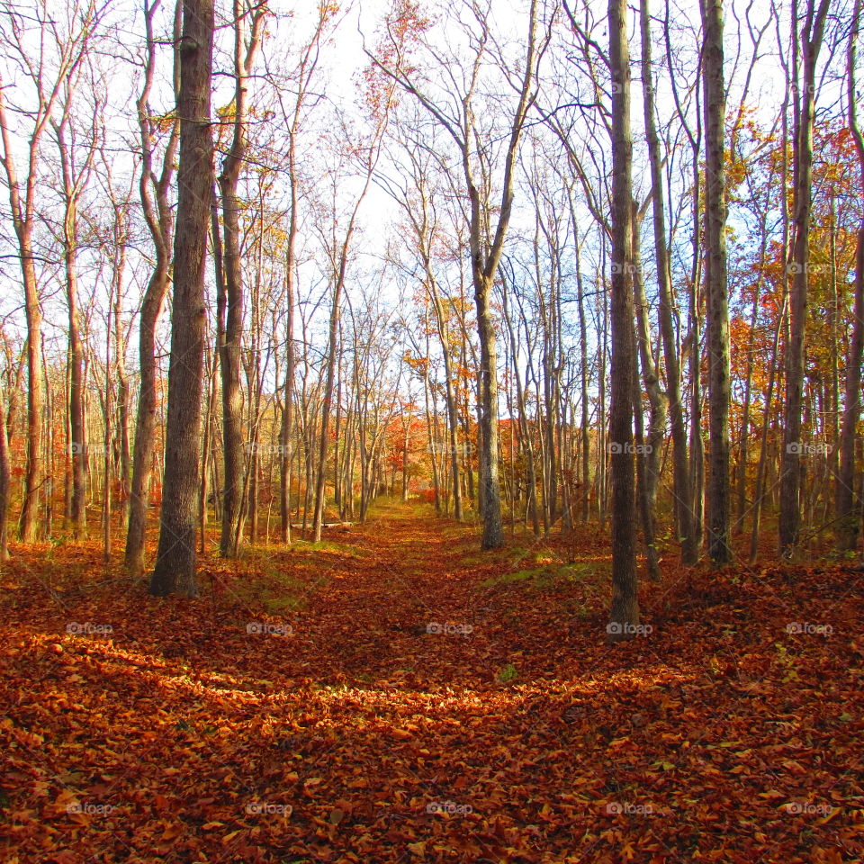 Fall, Wood, Tree, Landscape, Leaf