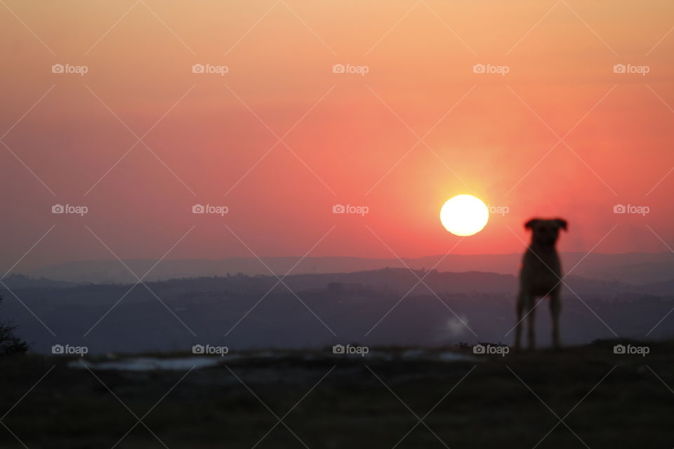 Cão e o Pôr-do-sol