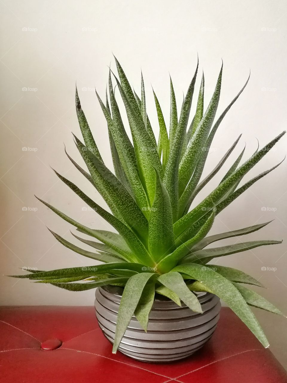 Aloe vera plant in pot