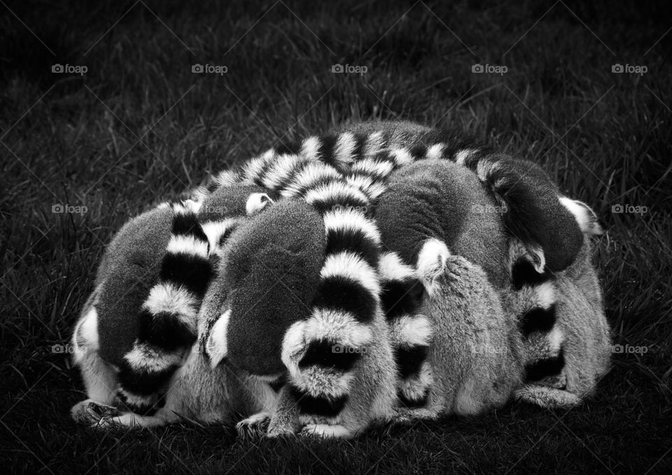 Lemurs in a huddle