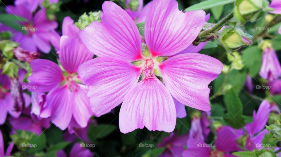 Purple petals