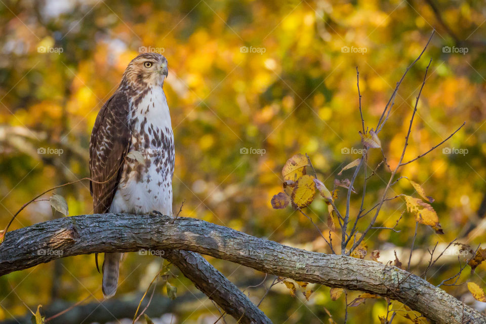 A Red-tailed Hawk perched in autumn splendor 