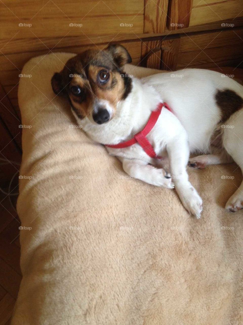 very cute dog laying on a bed