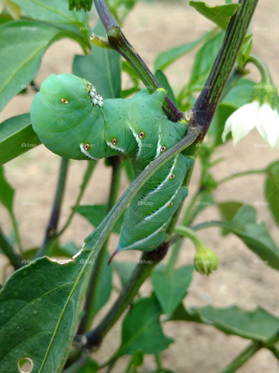 Close-up of insect plant