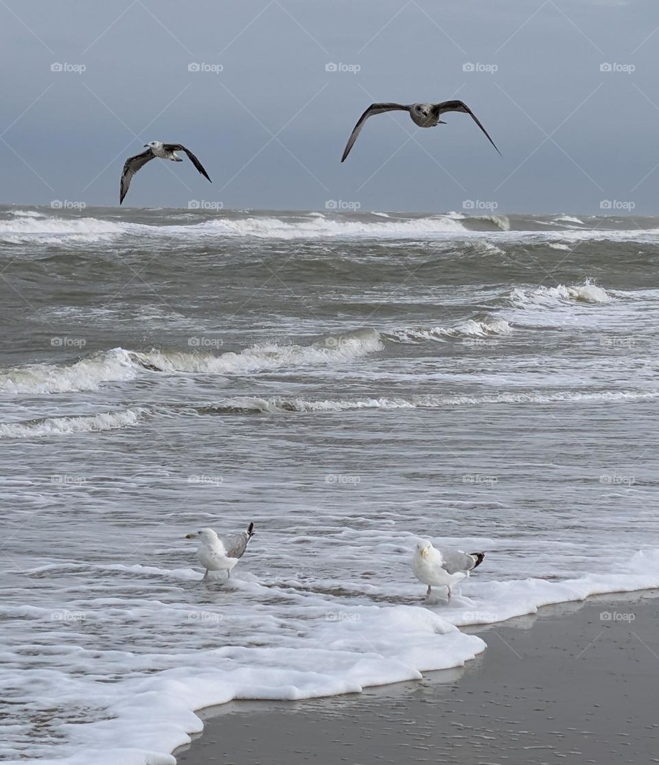 seagulls om the beach