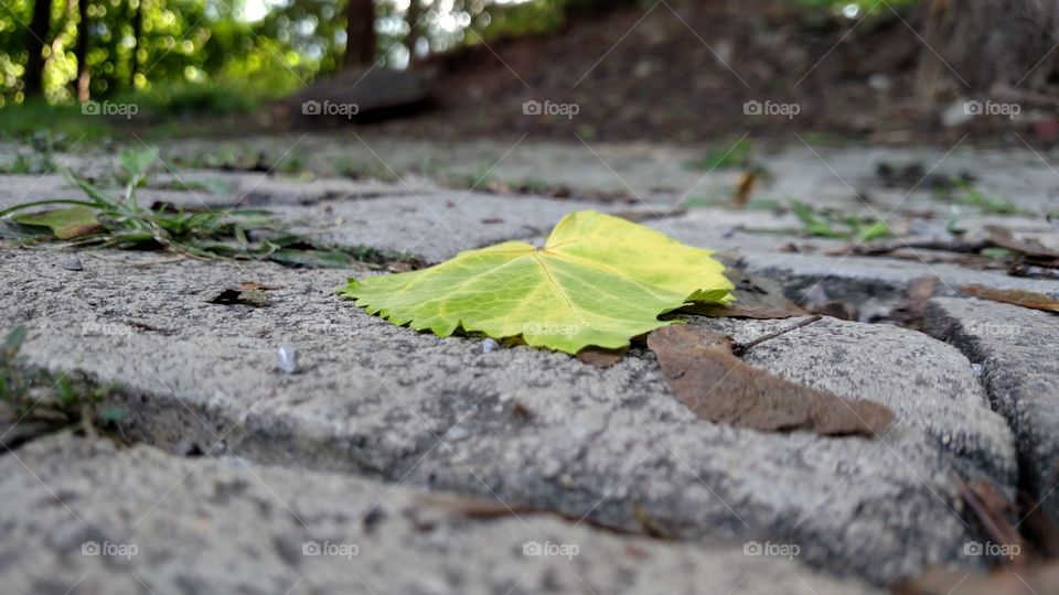 lonely leaf