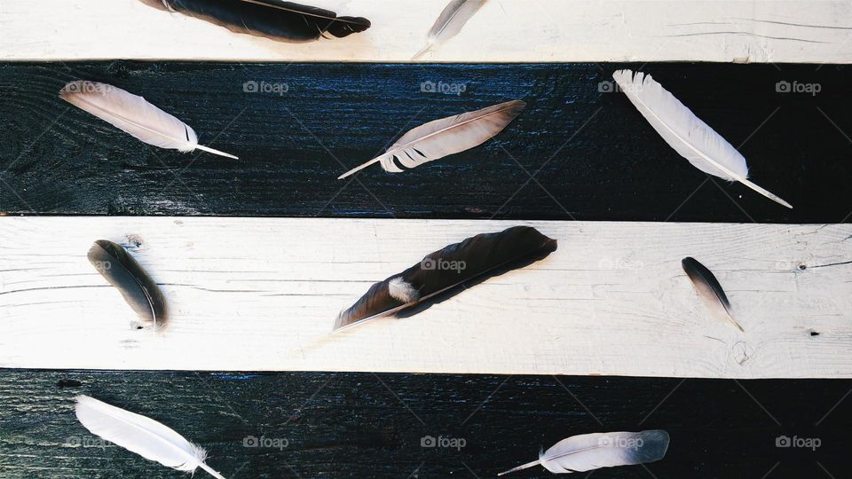 Pigeon feathers on black and white boards