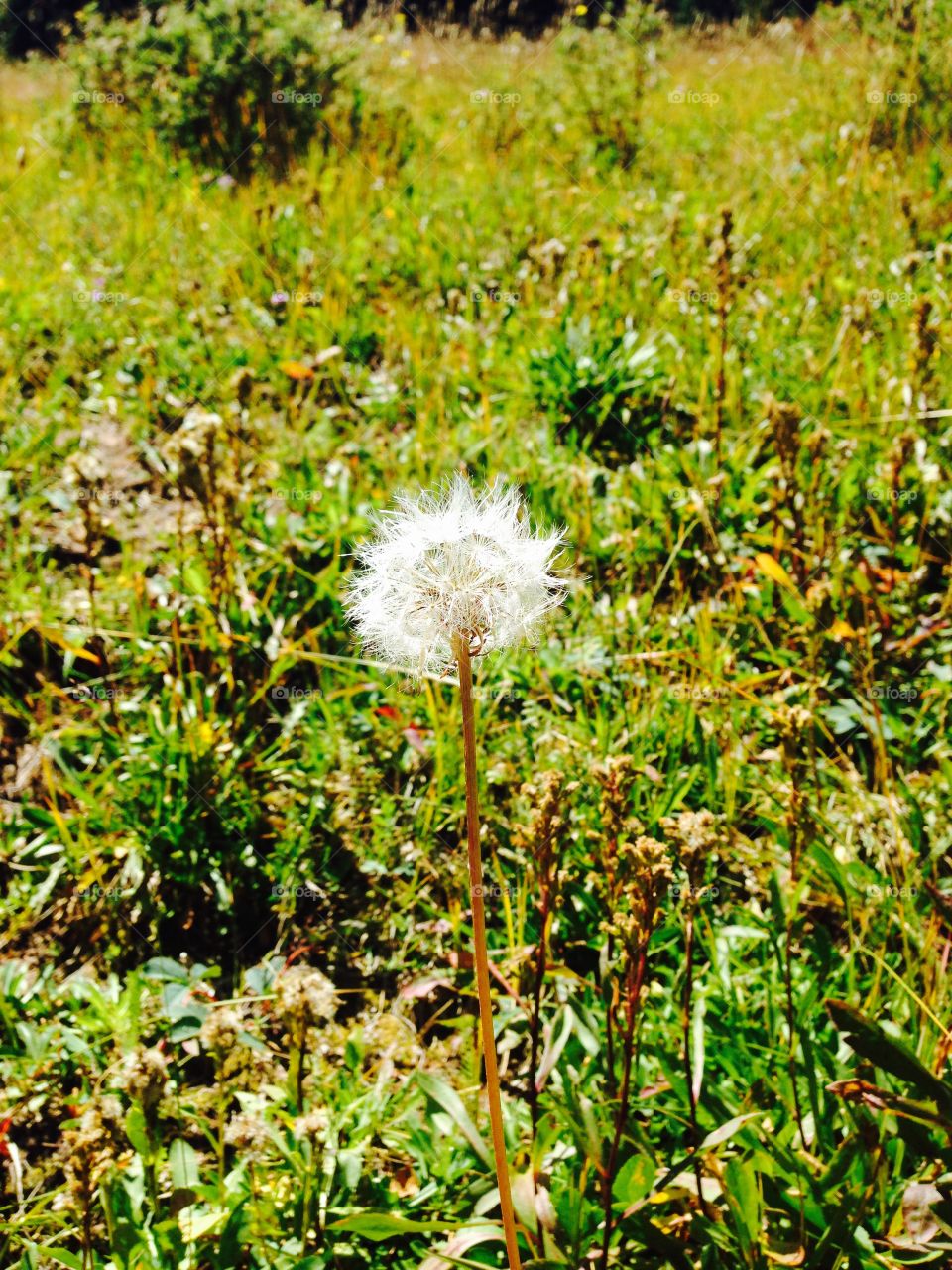 Fading dandelion