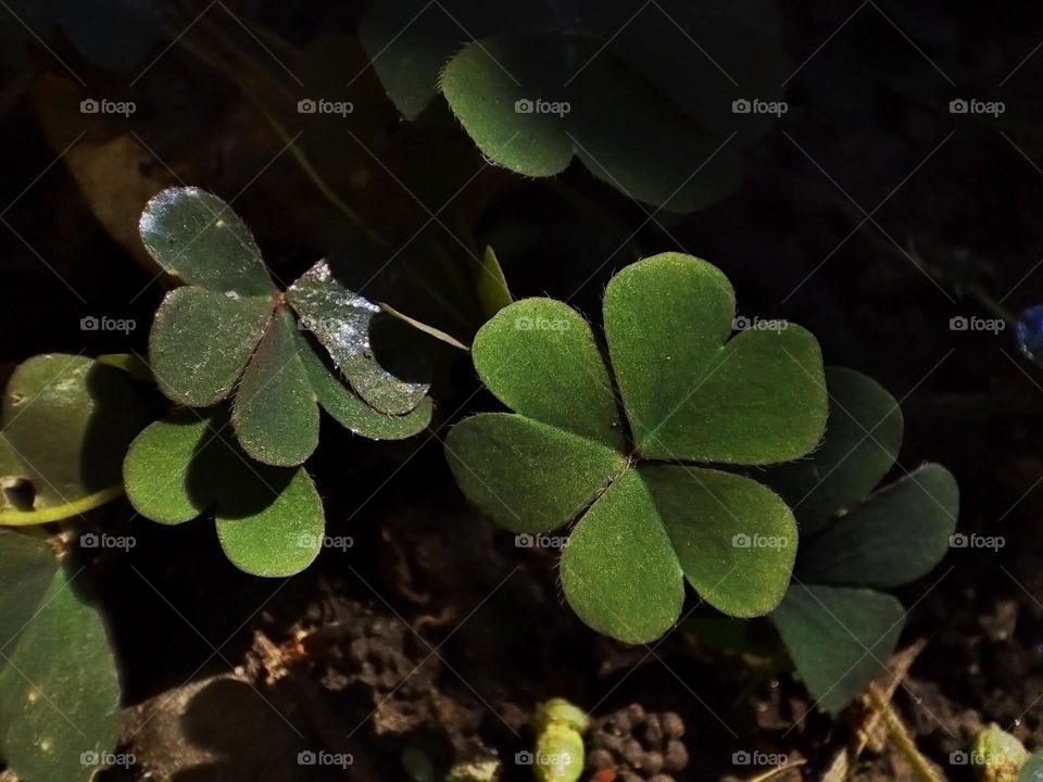 Macro photo of a summer plants
