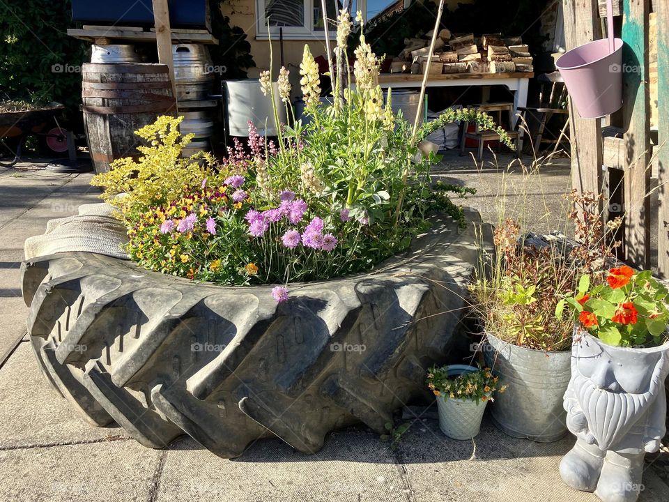 Huge recycled tractor tyre as a planter 🌺