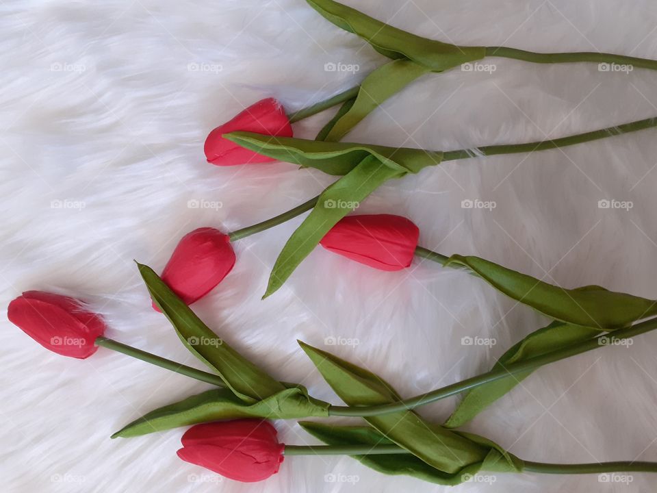 tulipas vermelhas num fundo branco