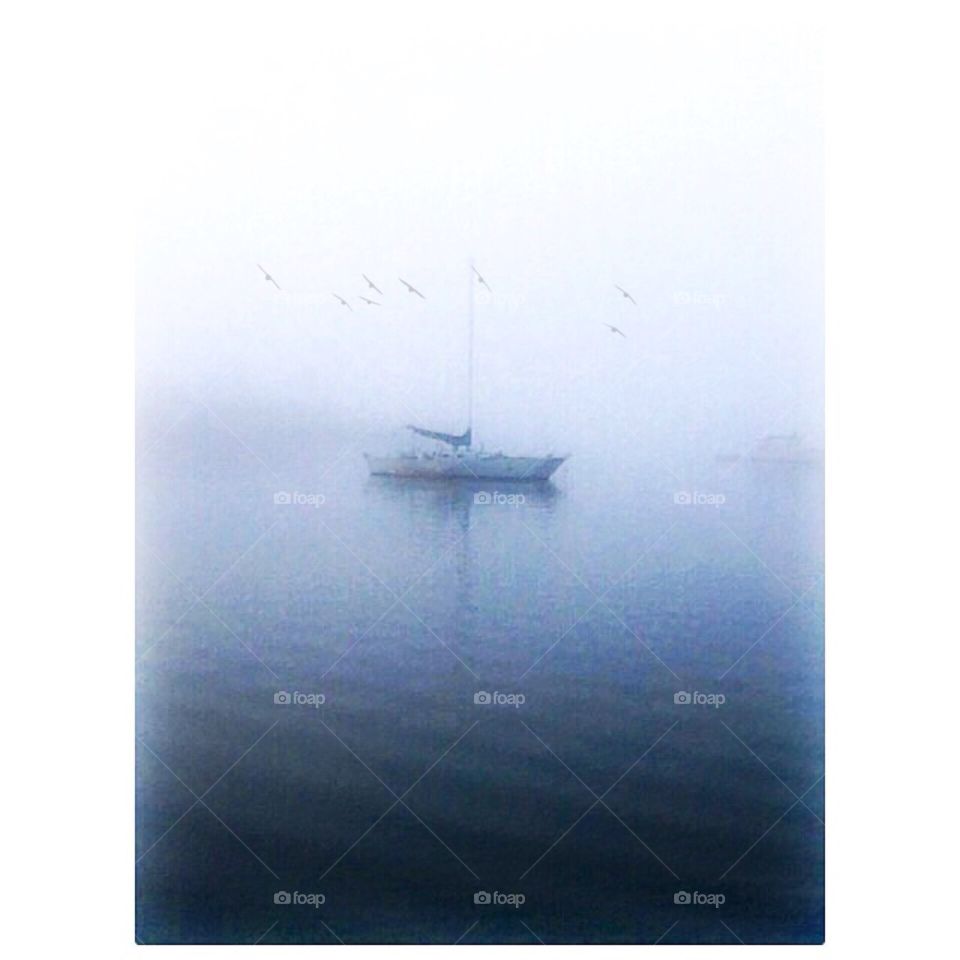 Sea gulls in the fog