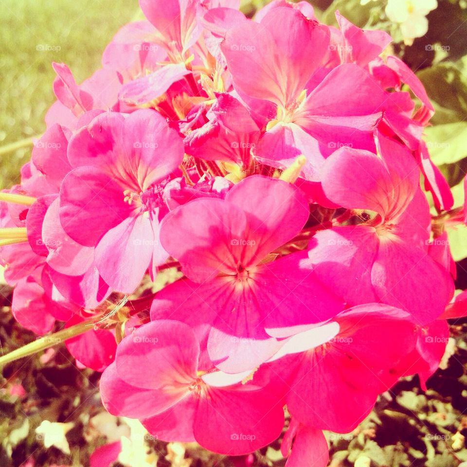 grass canada colorful beautiful by stykellee