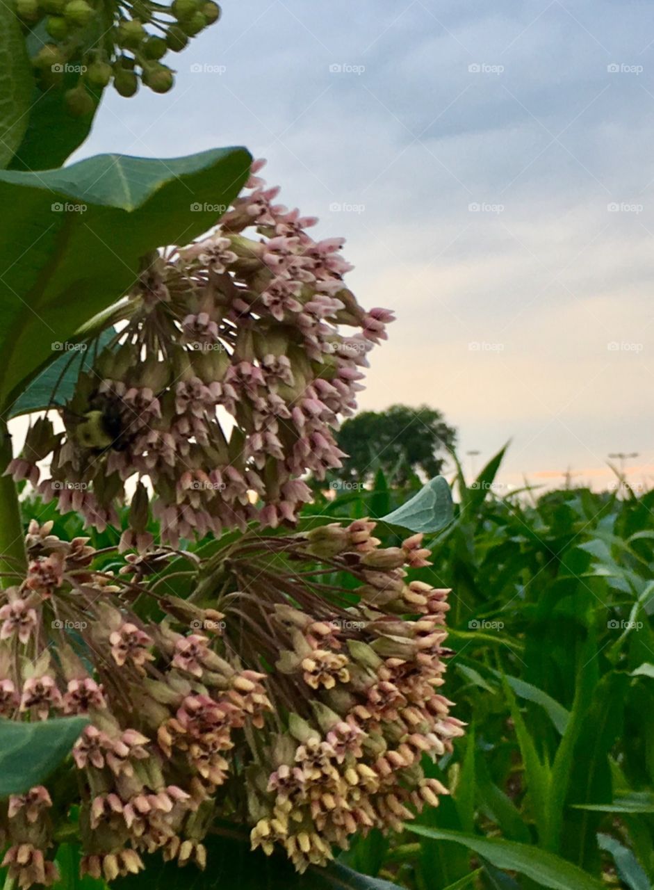 Flowers, fauna, field, at sunset, in summer with cornfield at sunset