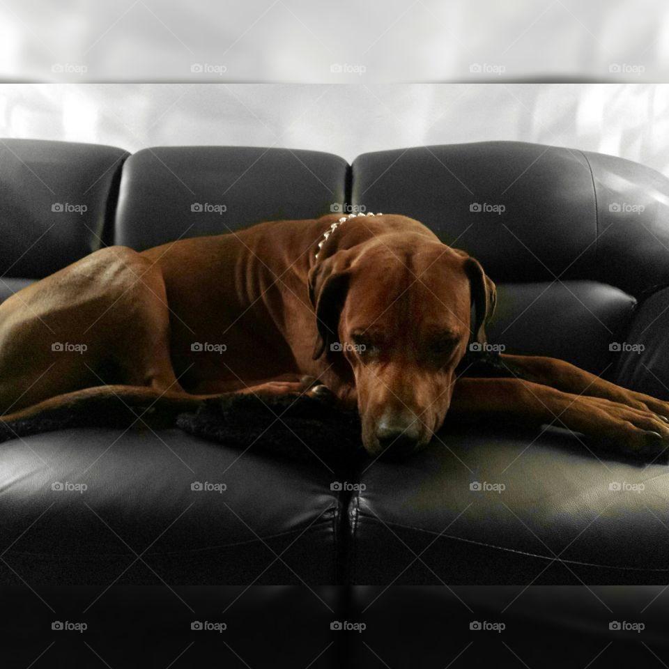 the answer I get when I say, "let's go for a run! "