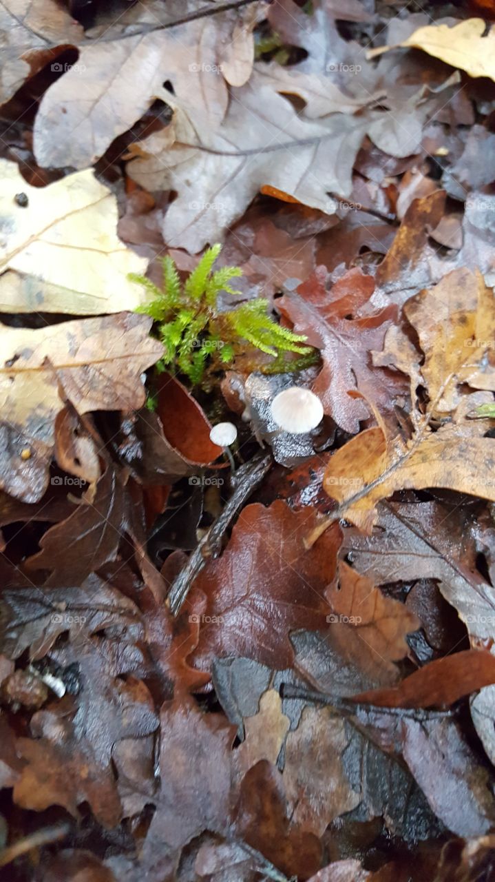 tiny mushrooms