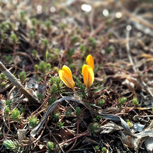 yellow crocuses