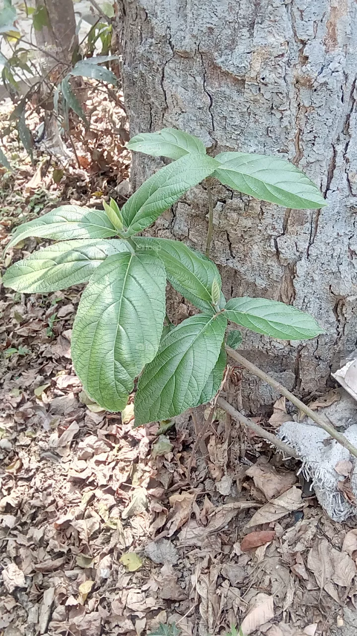 leaf