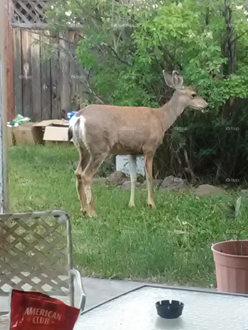 Dear in backyard